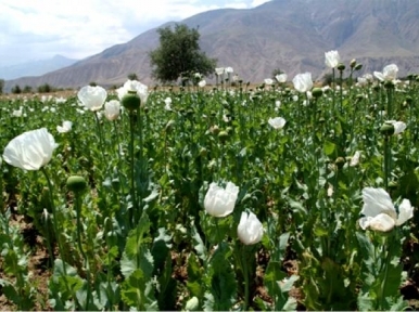 Myanmar: UN concerned over boosts in opium production