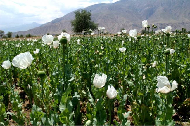Myanmar: UN concerned over boosts in opium production