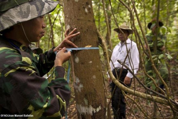 UN launches ‘game-changer’ software to help developing countries monitor forests