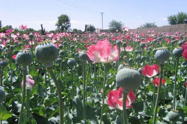 Opium harvest in Afghanistan hits new high in 2014 – UN