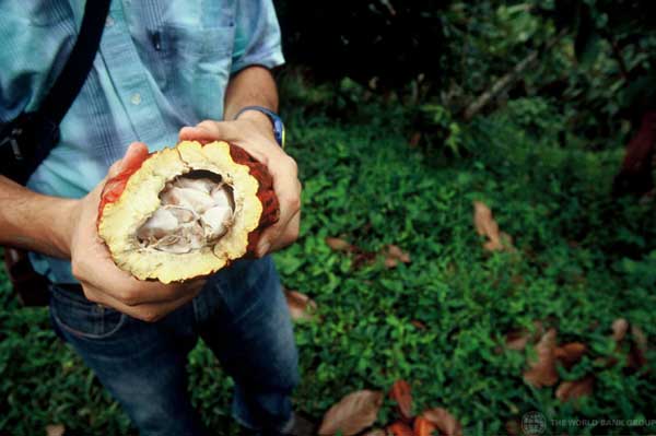 UN-backed project to help Colombian farmers move away from illicit crops towards fair trade chocolate
