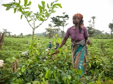 Ban urges efforts to unleash Africa's potential in agriculture