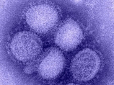 27 swine flu deaths in Rajasthan in one month