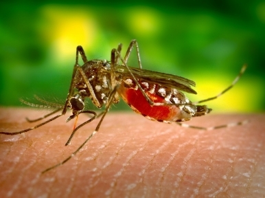 Dengue issue not serious now: Mayor