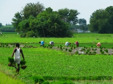 Food grain stock higher in Bangladesh than last year 