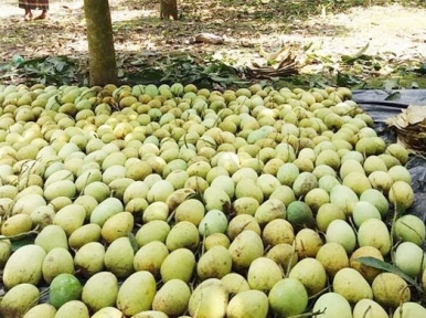 Mango Farmers facing tremendous troubles 
