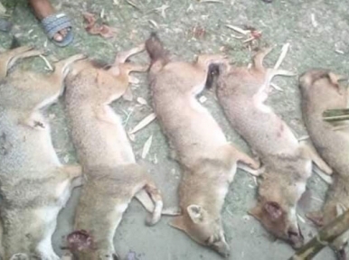 Villagers kill foxes