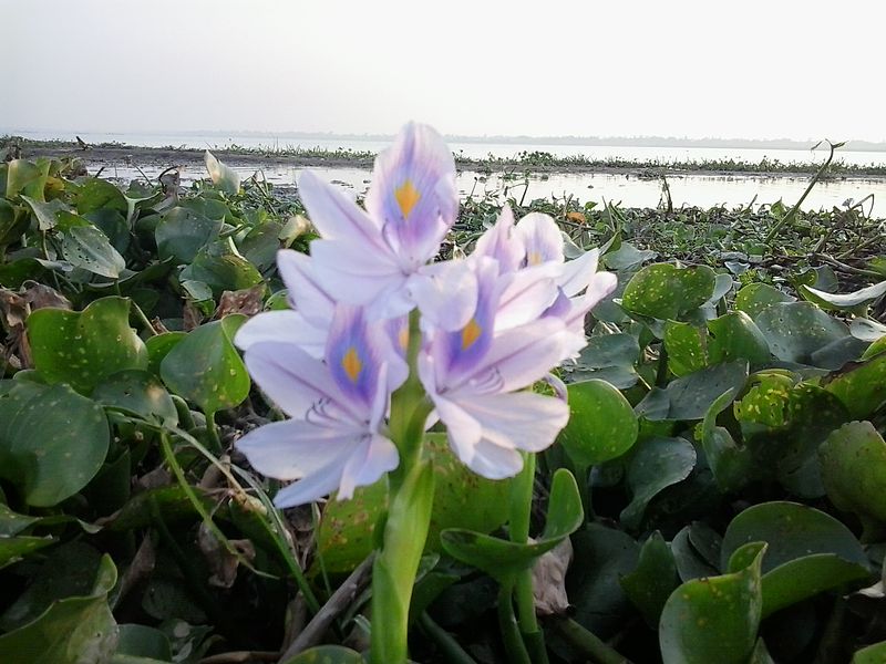 কচুরিপানা পরিষ্কারে বিলে নেমে পড়লেন ইউএনও