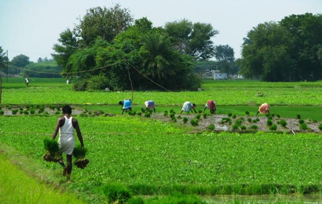 Food grain stock higher in Bangladesh than last year 
