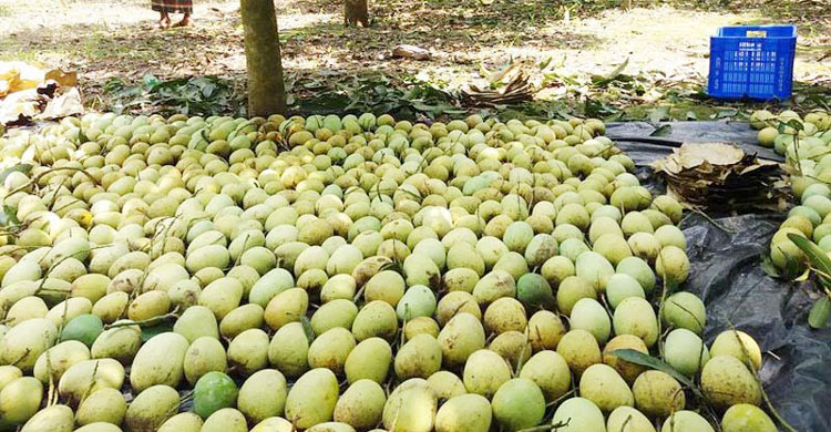 Mango Farmers facing tremendous troubles 