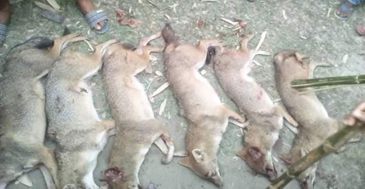 Villagers kill foxes
