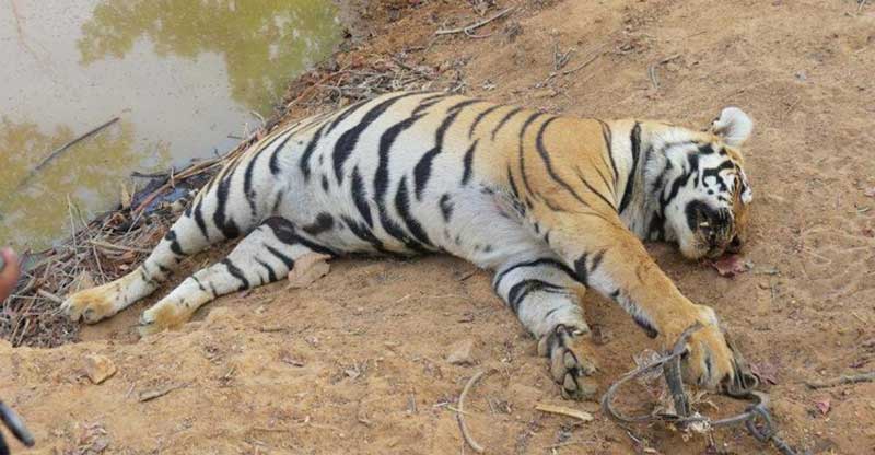 7 ft long tiger dies in Sundarban