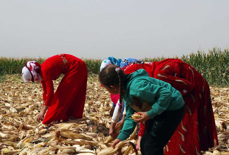 Crop yields are up in Syria, but higher prices still cause major strain: new UN report Crop yields are up in Syria, but higher prices still cause major strain: new UN report