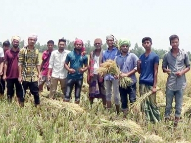 Students helps cutting down of crops 