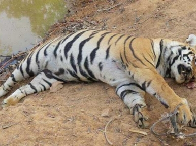7 ft long tiger dies in Sundarban