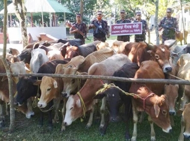 Bangladesh: 96 Indian cattle traders detained in six days