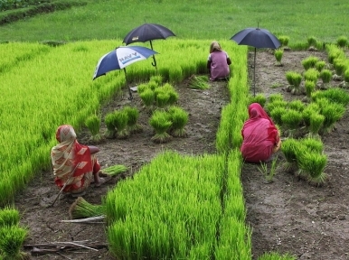 Cyclone Bulbul disturbs farmers in Bangladesh 
