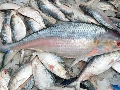 2 arrested while exporting Hilsa illegally to India 