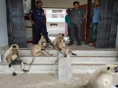 Monkeys invade Bangladeshi police station 
