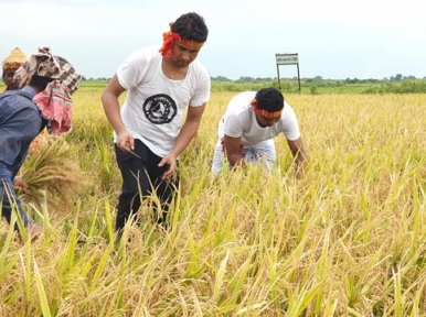 Chhatra League workers helping farmers to cut crops 