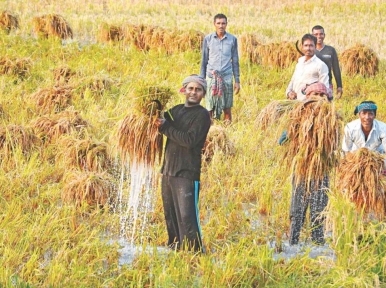 Bangladesh government wants to touch new record in boro rice production