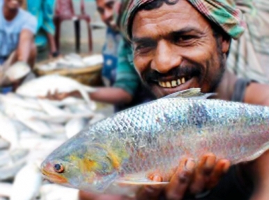 Hilsa production increase by 78 percent in one decade 