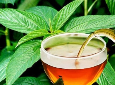 Germany to take Bangladesh tea