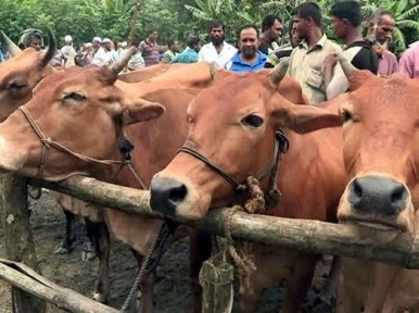 Over 1 lakh animal can be sacrificed 