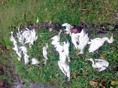 6 thousand birds die in a night in Narail 