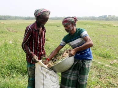 Bangladesh: Onion cultivated in huge amount 