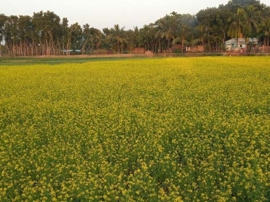 Bangladesh makes good production of oilseed