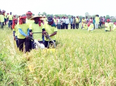 Record Rice production in Sunamganj