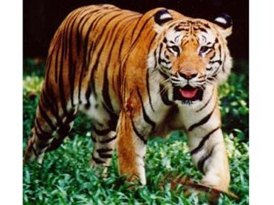 Sundarban has 114 tigers now 
