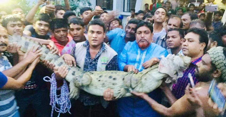 Crocodile from Padma mistakenly goes to pond