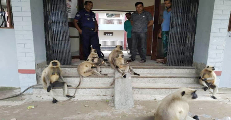 Monkeys invade Bangladeshi police station 
