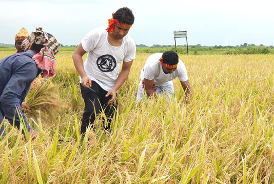 Chhatra League workers helping farmers to cut crops 