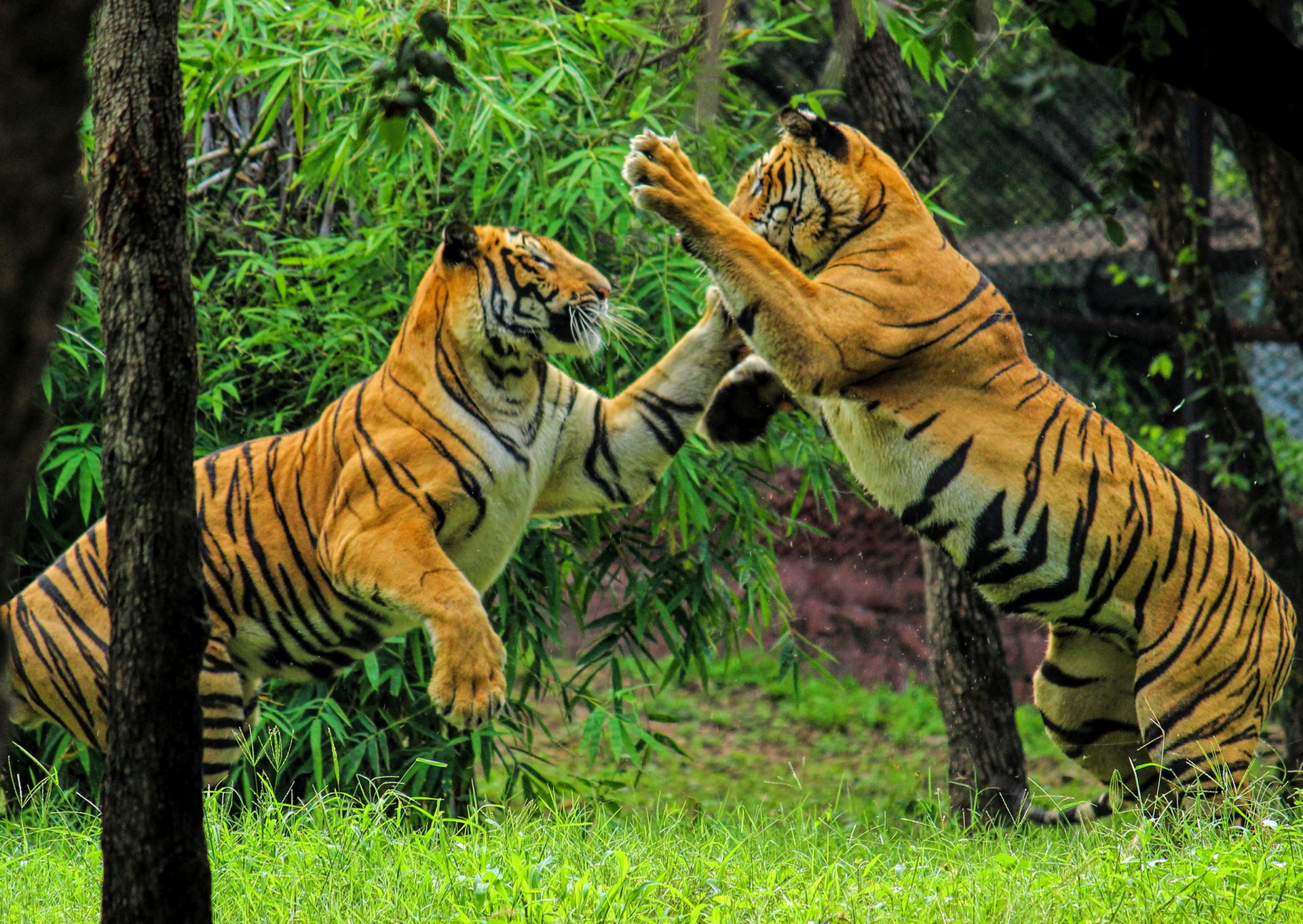 Animal trafficking: Bangladesh tigers include 33