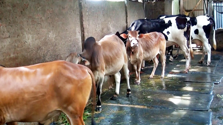 Indian cows are now a trouble for Bangladeshis