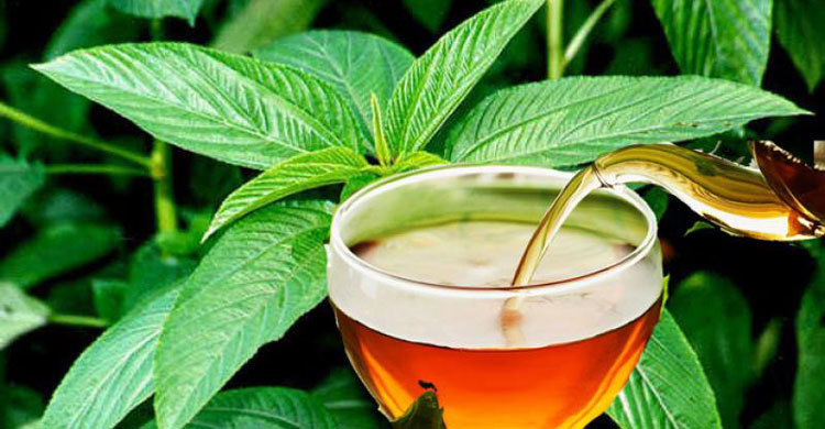 Germany to take Bangladesh tea