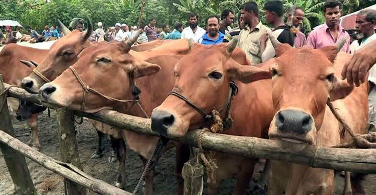 Over 1 lakh animal can be sacrificed Over 1 lakh animal can be sacrificed