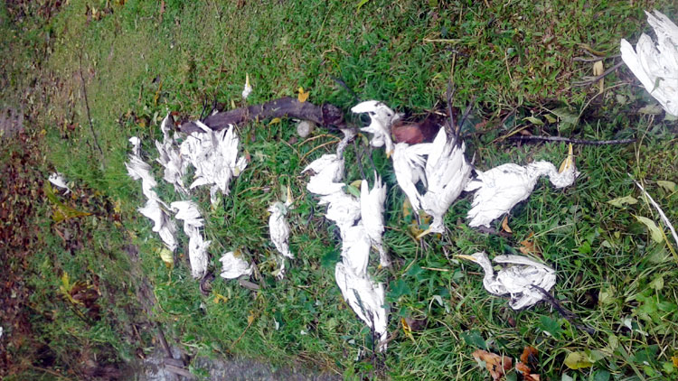 6 thousand birds die in a night in Narail 