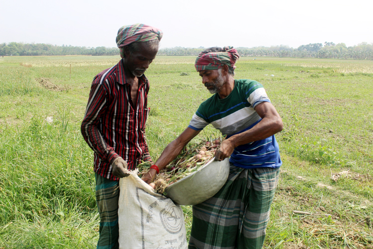 Bangladesh: Onion cultivated in huge amount 