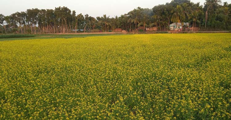 Bangladesh makes good production of oilseed