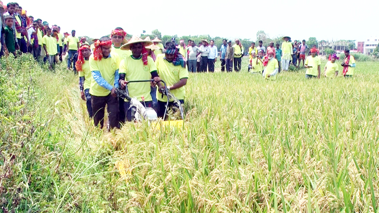 Record Rice production in Sunamganj