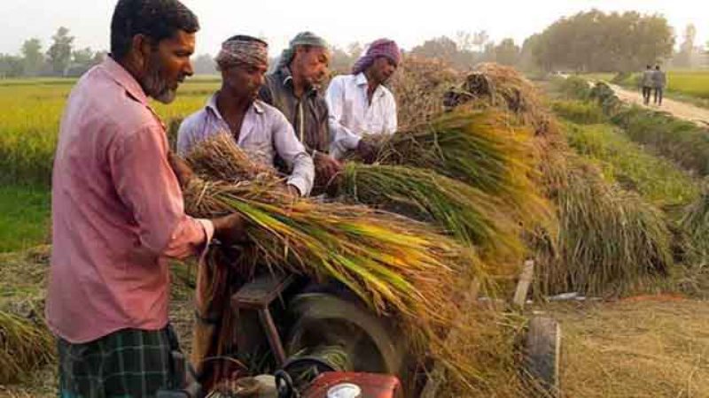Low price for Aman rice leaves farmers dissatisfied
