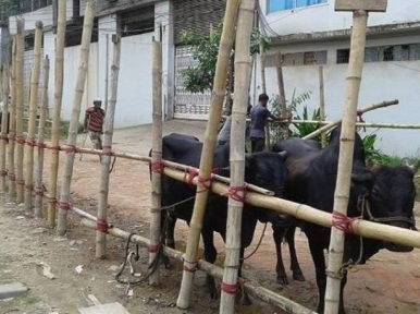 Sellers quote exorbitant rates for cattle as Eid nears