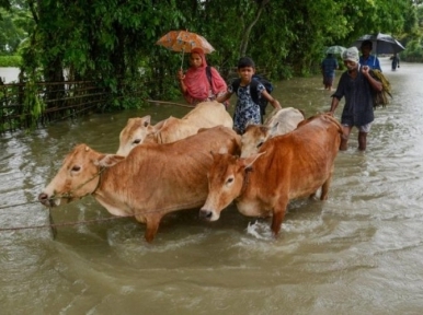 Cattle sellers worried as rains inundate 40 districts