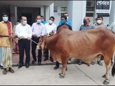 PM gives cow, money to Saiful 