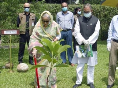 PM Hasina launches tree planting drive