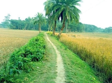 Proposal to make roads 10 feet in villages, 18-20 feet in upazilas